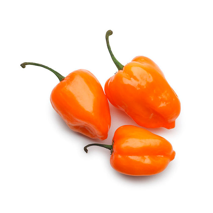 Chile Habanero