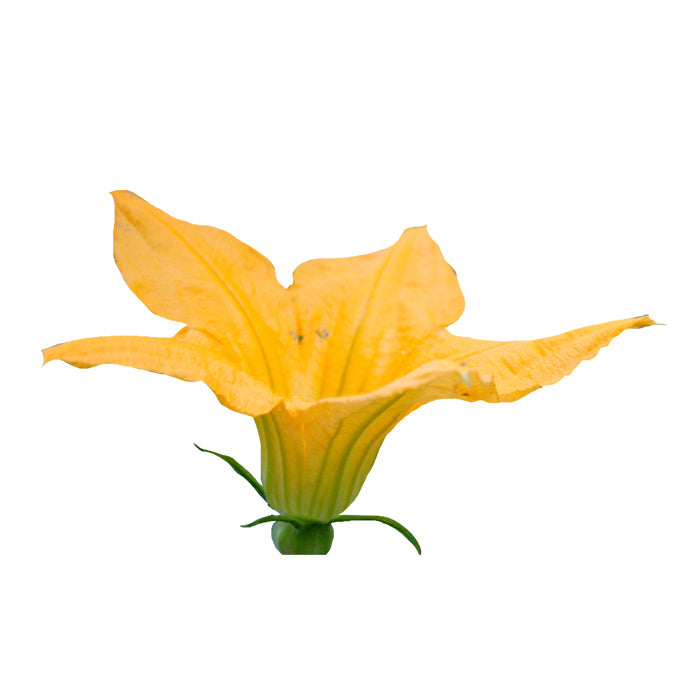 Flor de Calabaza