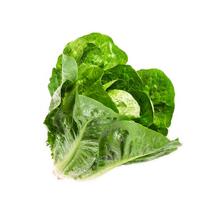 Lechuga Orejona