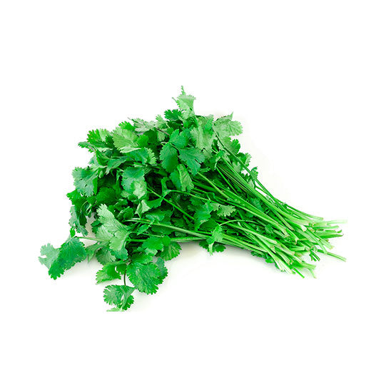 Cilantro