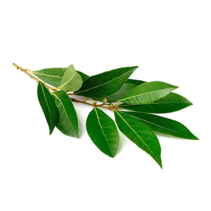 Hoja de Laurel