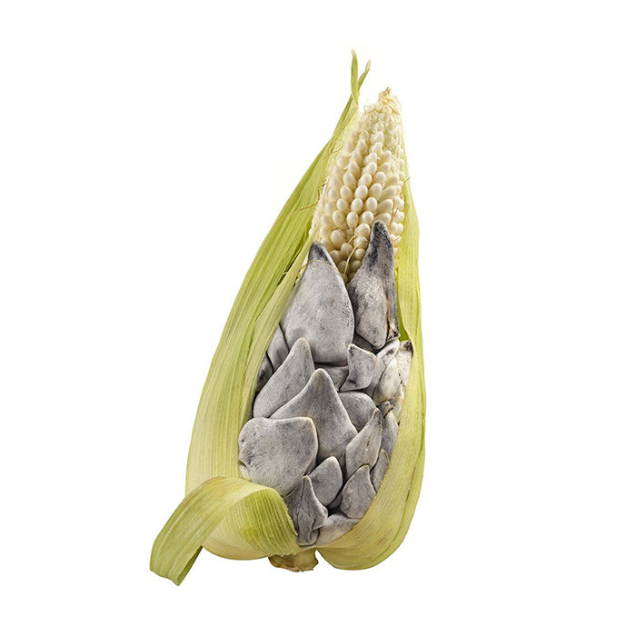 Huitlacoche
