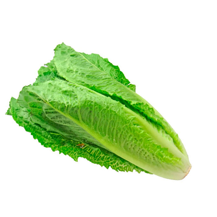 Lechuga Larga