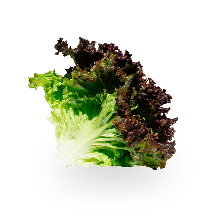 Lechuga Sangría